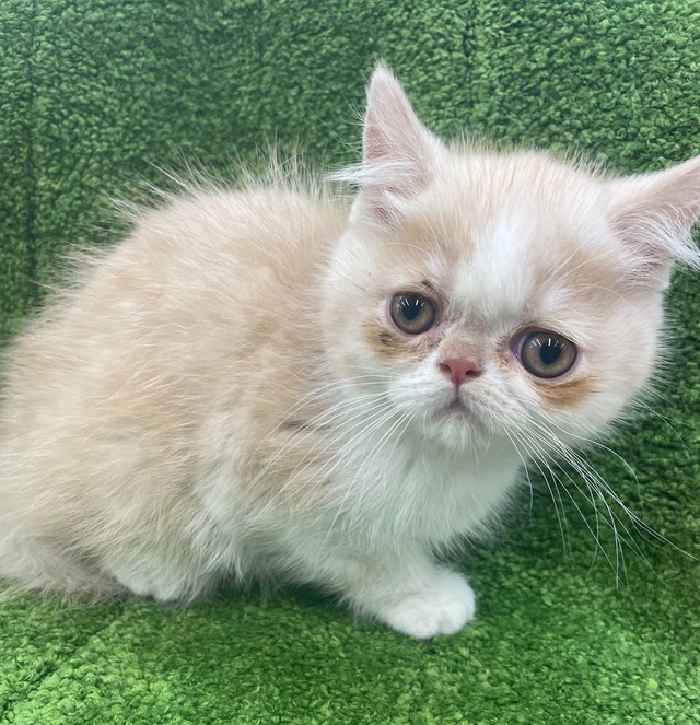 Mix猫 マンチカン エキゾチック 猫の販売 唐津ケンネル 犬 猫 小動物いろんなペットに出会えるペットショップ