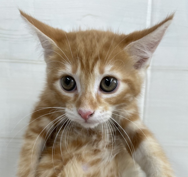 Mix マンチカン メインクーン 猫の販売 唐津ケンネル 犬 猫 小動物いろんなペットに出会えるペットショップ Mix マンチカン メインクーン 猫の販売 唐津ケンネル 犬 猫 小動物いろんなペットに出会えるペットショップ