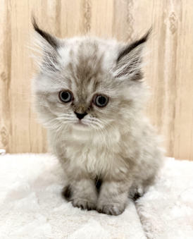 122257 エキゾチックロングヘア