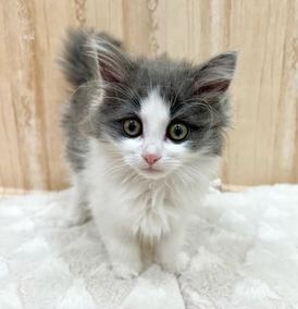 123009 ノルウェージャンフォレストキャット