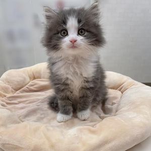 124024 ノルウェージャンフォレストキャット
