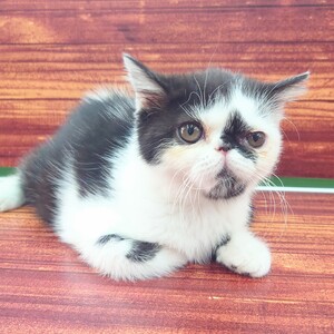 124463 エキゾチック