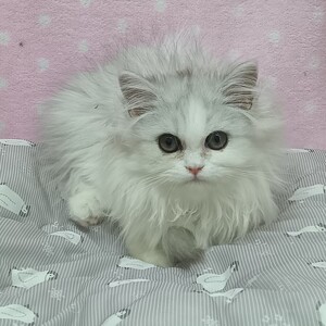 124451 ペルシャ