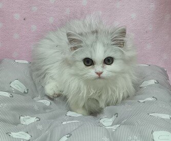 124451 ペルシャ