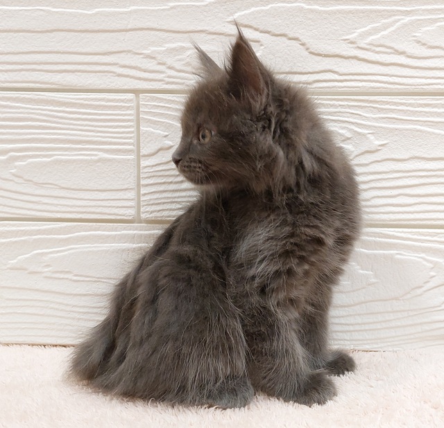 メインクーン | 猫の販売 | 唐津ケンネル｜犬・猫・小動物