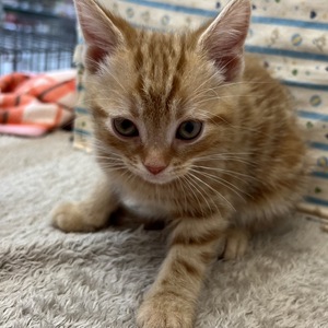 125045 アメリカンショートヘア