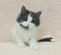 125167 ノルウェージャンフォレストキャット