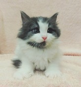 ノルウェージャンフォレストキャット