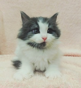 125167 ノルウェージャンフォレストキャット