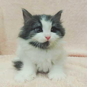 125167 ノルウェージャンフォレストキャット