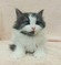 125167 ノルウェージャンフォレストキャット