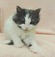 125167 ノルウェージャンフォレストキャット