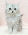 125173 サイベリアン