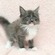 125183 メインクーン