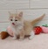 125159 サイベリアン