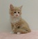 125207 ノルウェージャンフォレストキャット