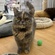 124447 エキゾチック