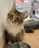 125067 メインクーン