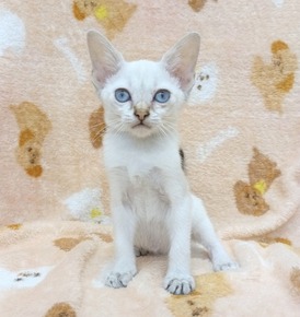 125262 シンガプーラ