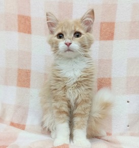 125155 ノルウェージャン・フォレスト・キャット