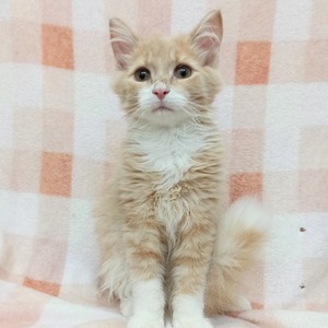 125155 ノルウェージャン・フォレスト・キャット