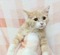 125155 ノルウェージャン・フォレスト・キャット