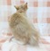 125155 ノルウェージャン・フォレスト・キャット