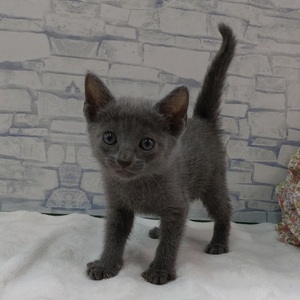 125357 ロシアンブルー