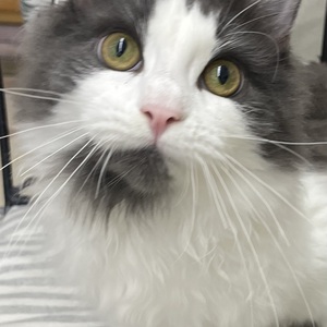 125167 ノルウェージャンフォレストキャット