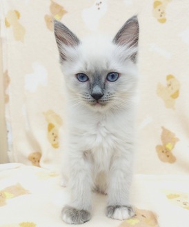 125401 ラグドール