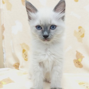 125401 ラグドール