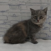 ブリティッシュ