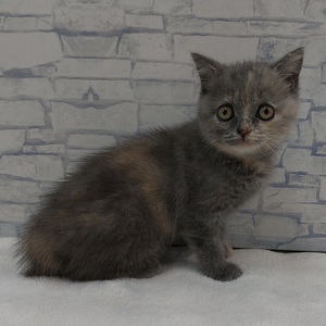 125398 ブリティッシュ