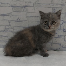 125398 ブリティッシュ