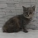 125398 ブリティッシュ