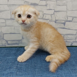 ペッツマックス唐津店