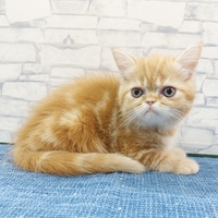 ペットアミ周船寺店