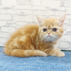 125408 エキゾチック