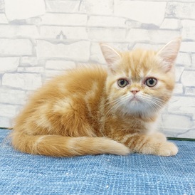 125408 エキゾチック