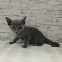 ペットアミ周船寺店