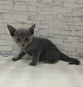 125388 ロシアンブルー