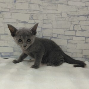 ペットアミ伊万里店