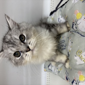 125378 ラガマフィン