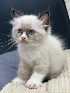 125402 ラグドール