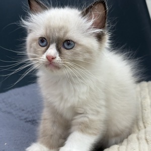 ペットアミ周船寺店