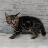 アメリカンショートヘア