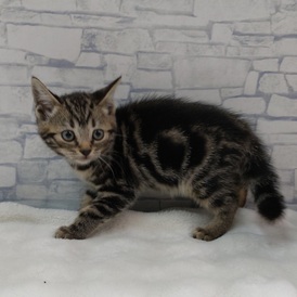 125425 アメリカンショートヘア