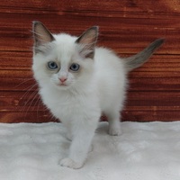 ペットアミ佐世保店