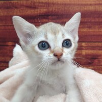 ペットアミ周船寺店