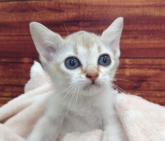 125442 シンガプーラ